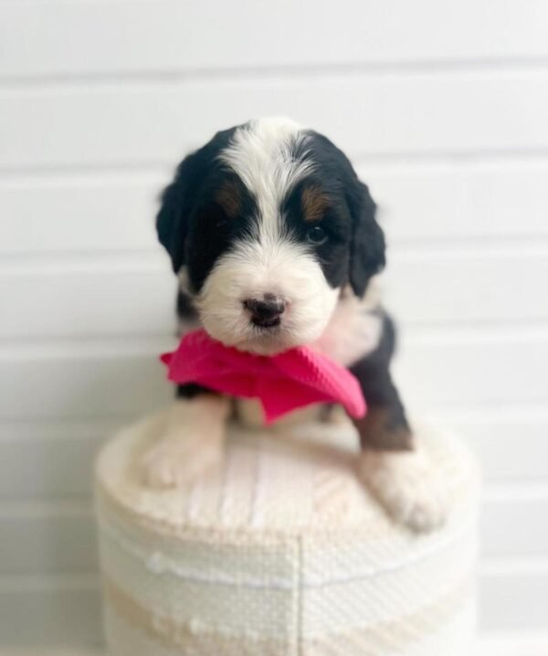 Micro Bernedoodle  Female ( Bella)